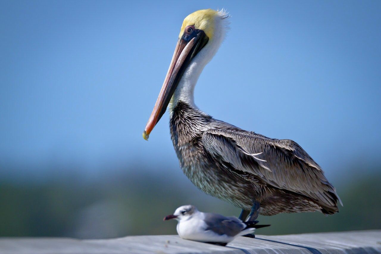 CLOSE-UP OF BIRD