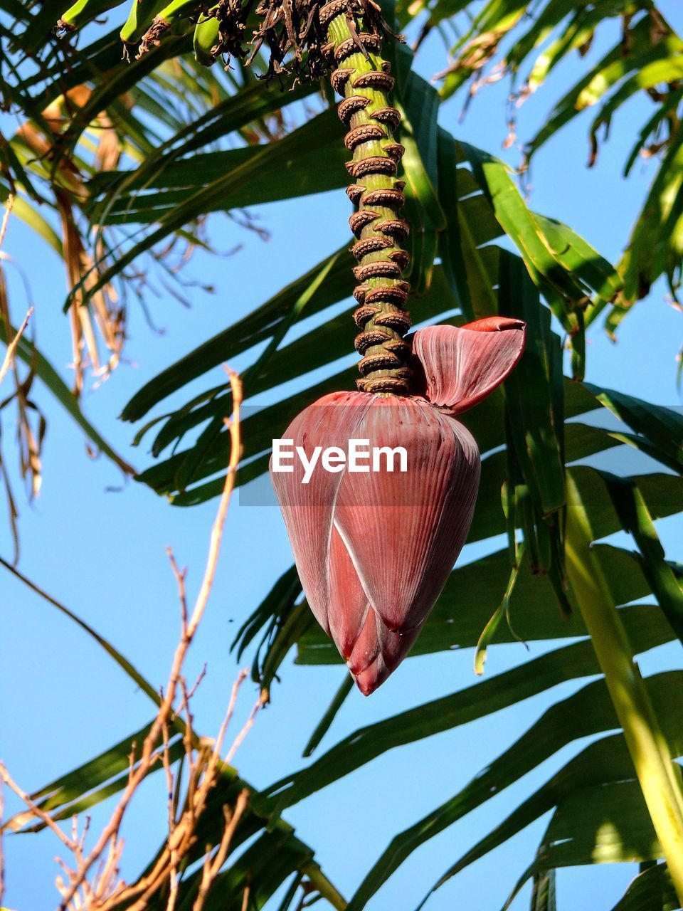 LOW ANGLE VIEW OF FLOWER GROWING ON TREE AGAINST SKY