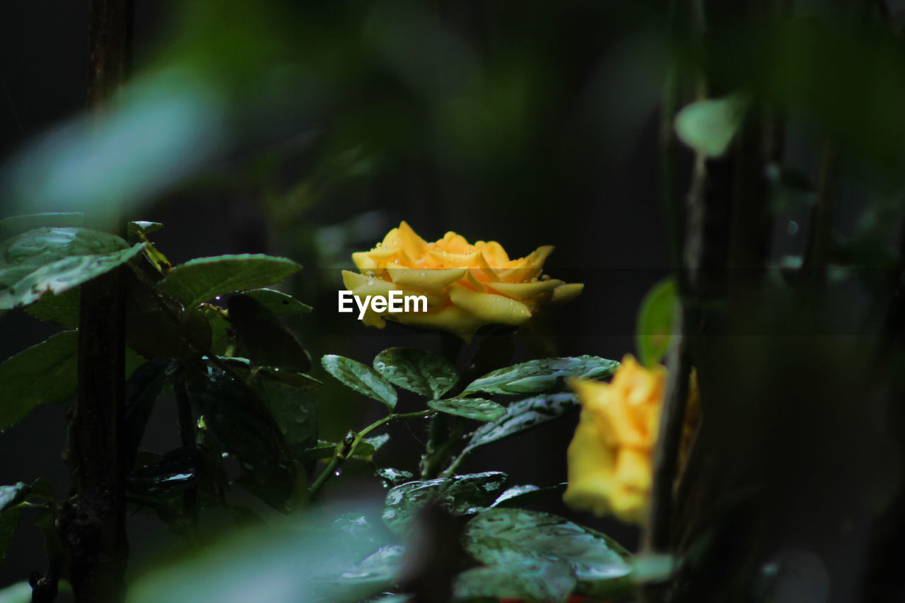 Close-up of yellow flowering plant