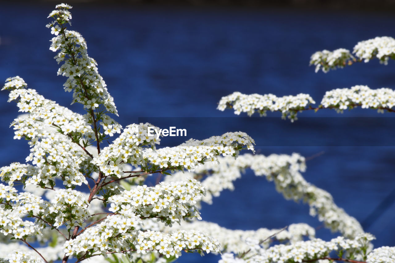 CLOSE-UP OF CHERRY BLOSSOM BY SEA