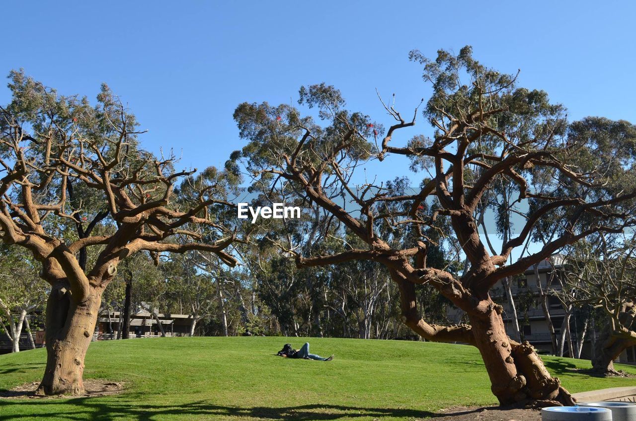 Person resting on land amid trees against clear blue sky