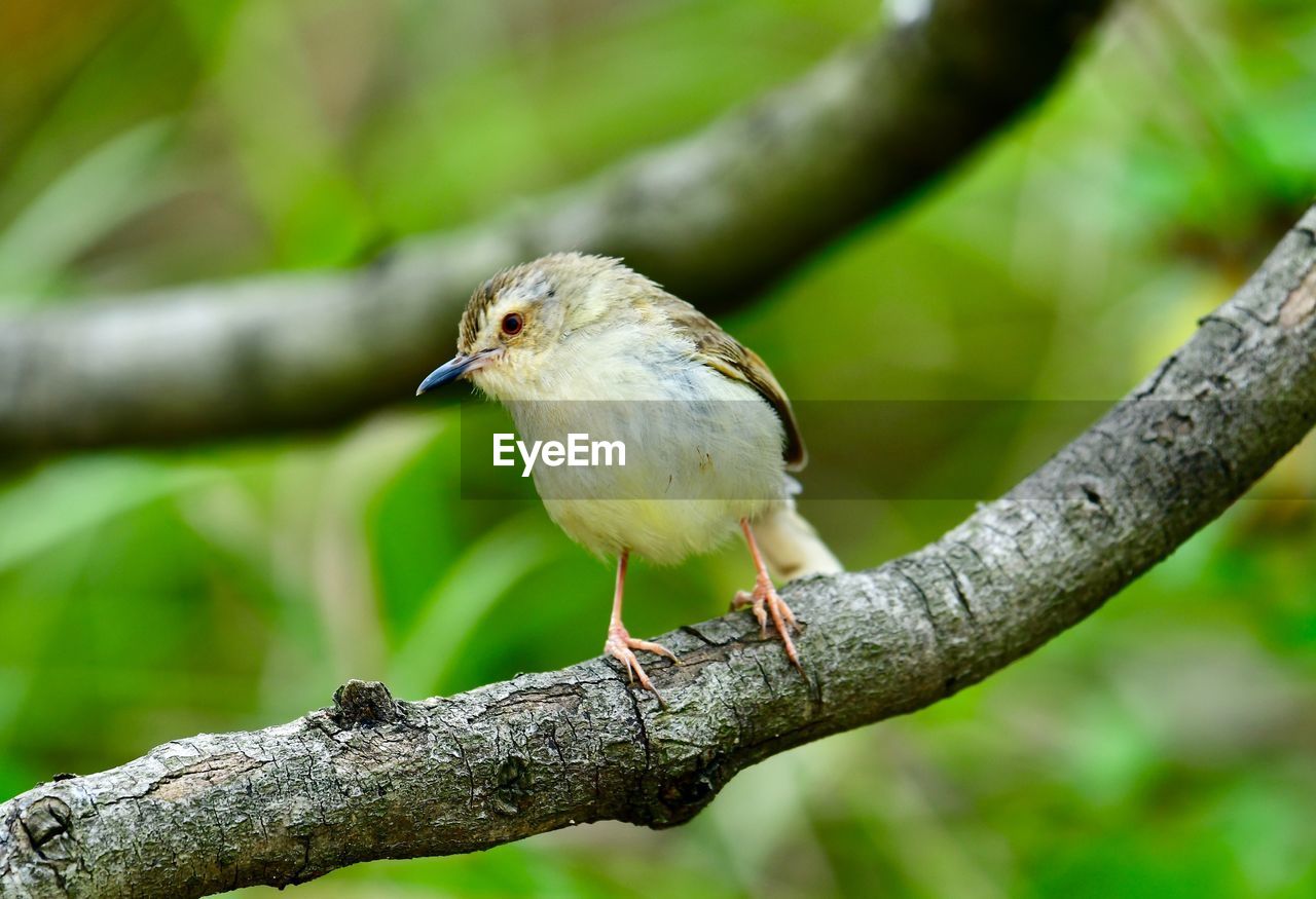 CLOSE-UP OF A BIRD PERCHING ON BRANCH