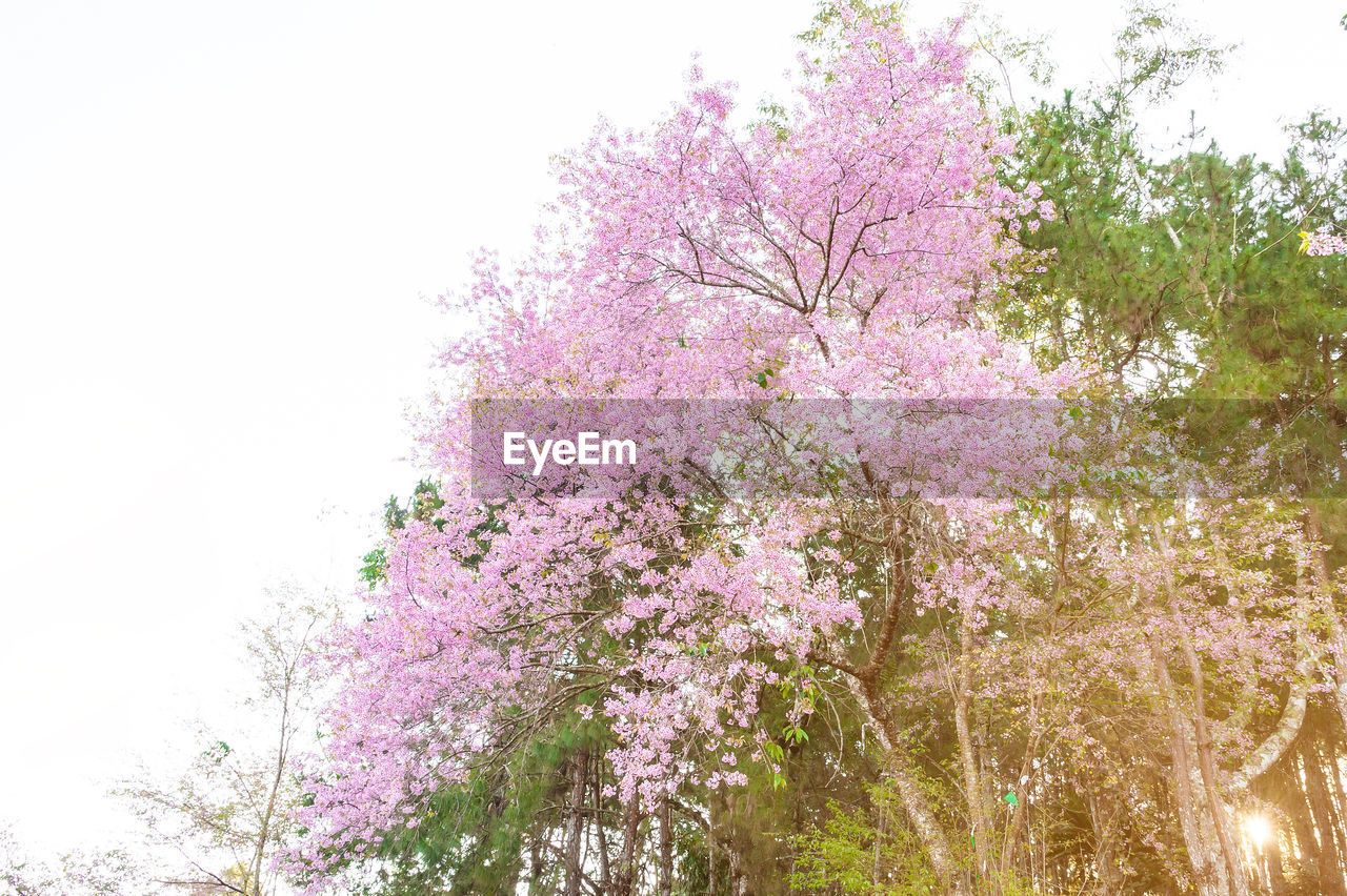 LOW ANGLE VIEW OF PINK CHERRY BLOSSOMS AGAINST SKY