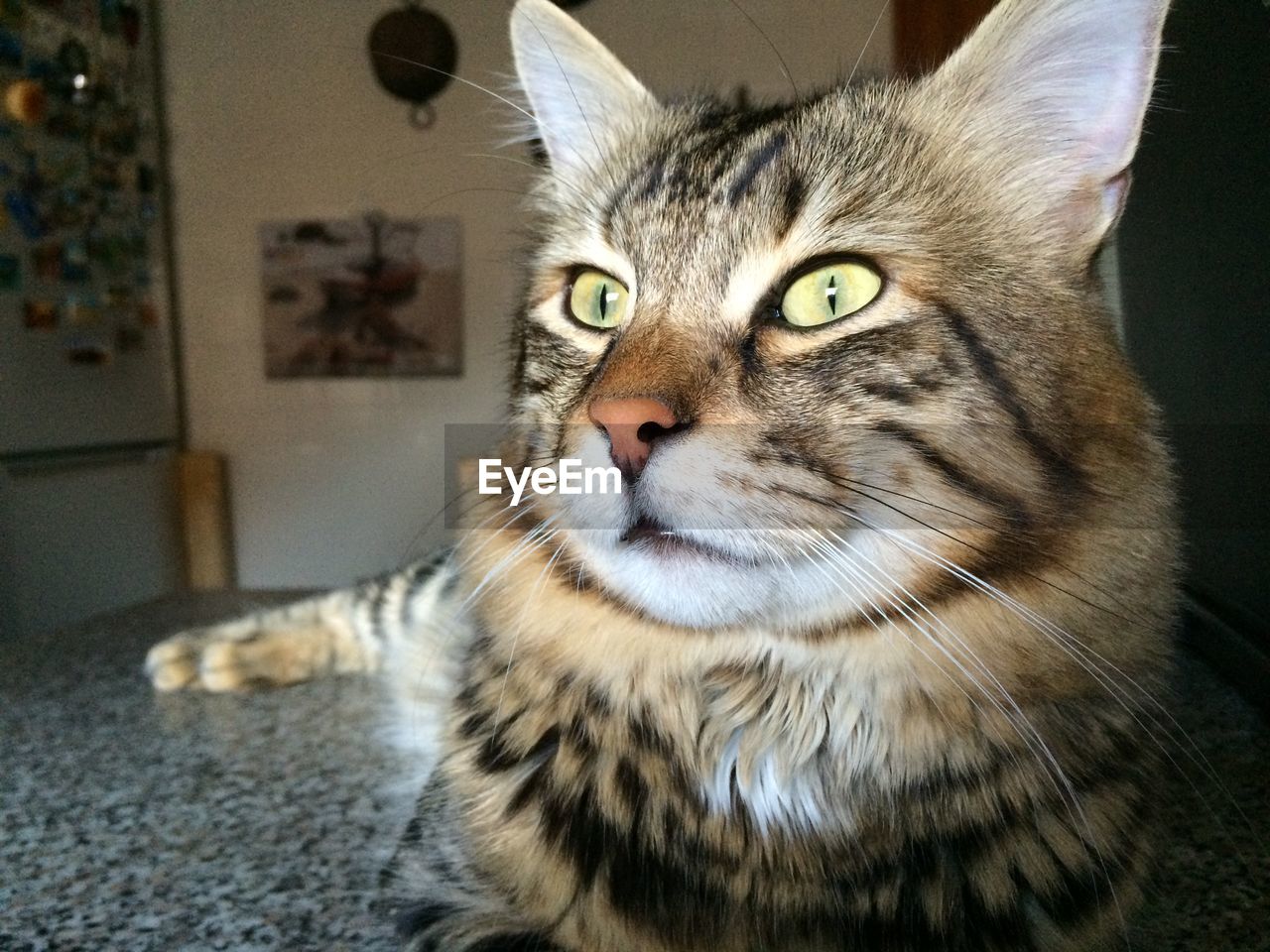 Close-up of cat relaxing on floor at home