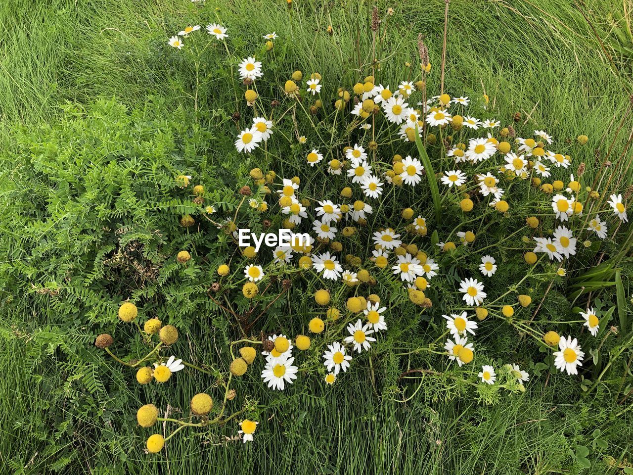 VIEW OF FLOWERING PLANTS GROWING IN FIELD