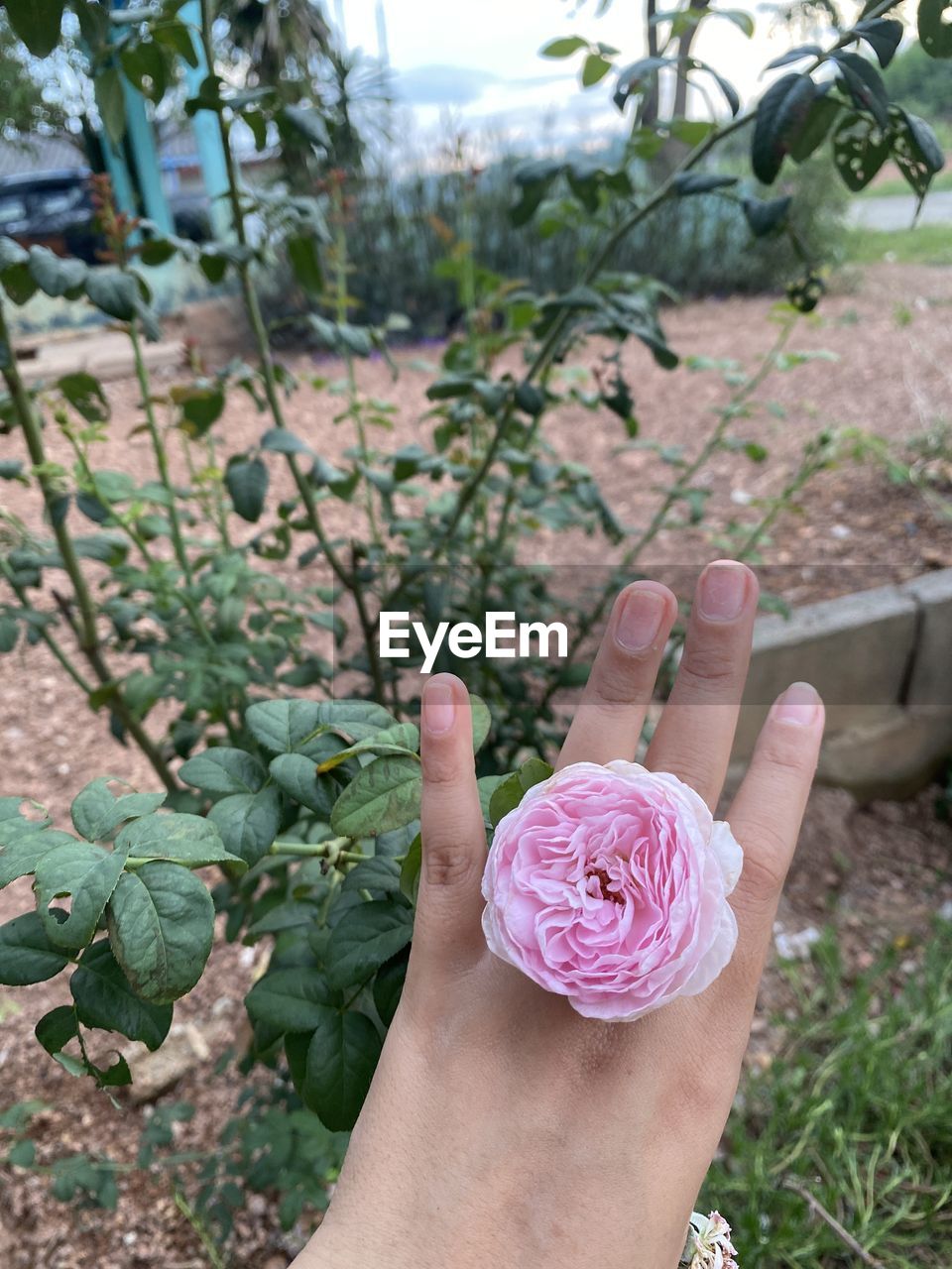 hand, flower, plant, nature, one person, rose, flowering plant, holding, pink, freshness, growth, beauty in nature, day, adult, women, lifestyles, plant part, outdoors, leaf, spring, close-up, tree, focus on foreground, food, fragility, green, high angle view, food and drink, gardening