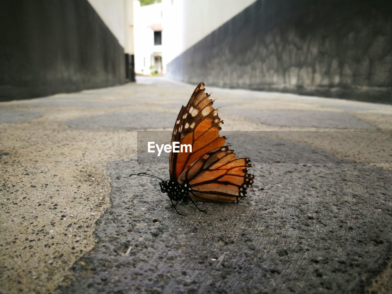 Butterfly on the wall