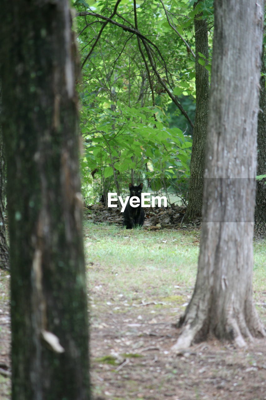 VIEW OF TREES IN FOREST