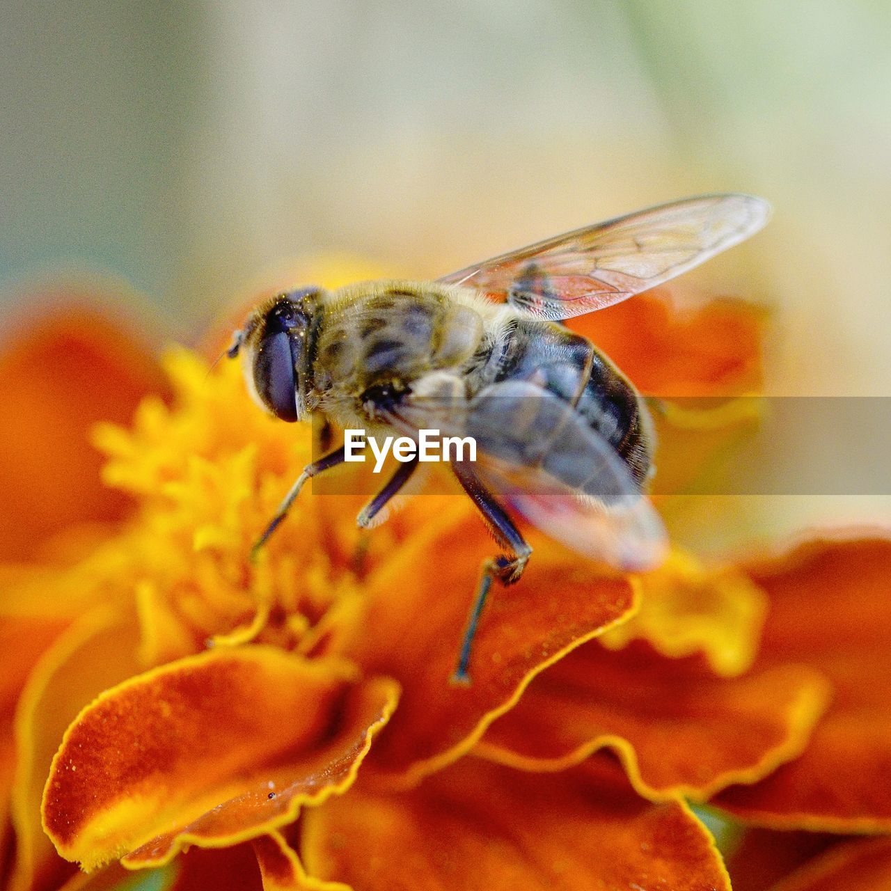 CLOSE-UP OF BEE POLLINATING ON ORANGE FLOWER