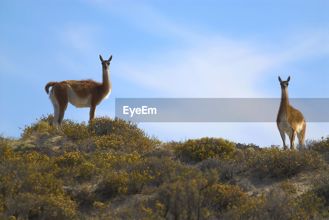 deer standing on field