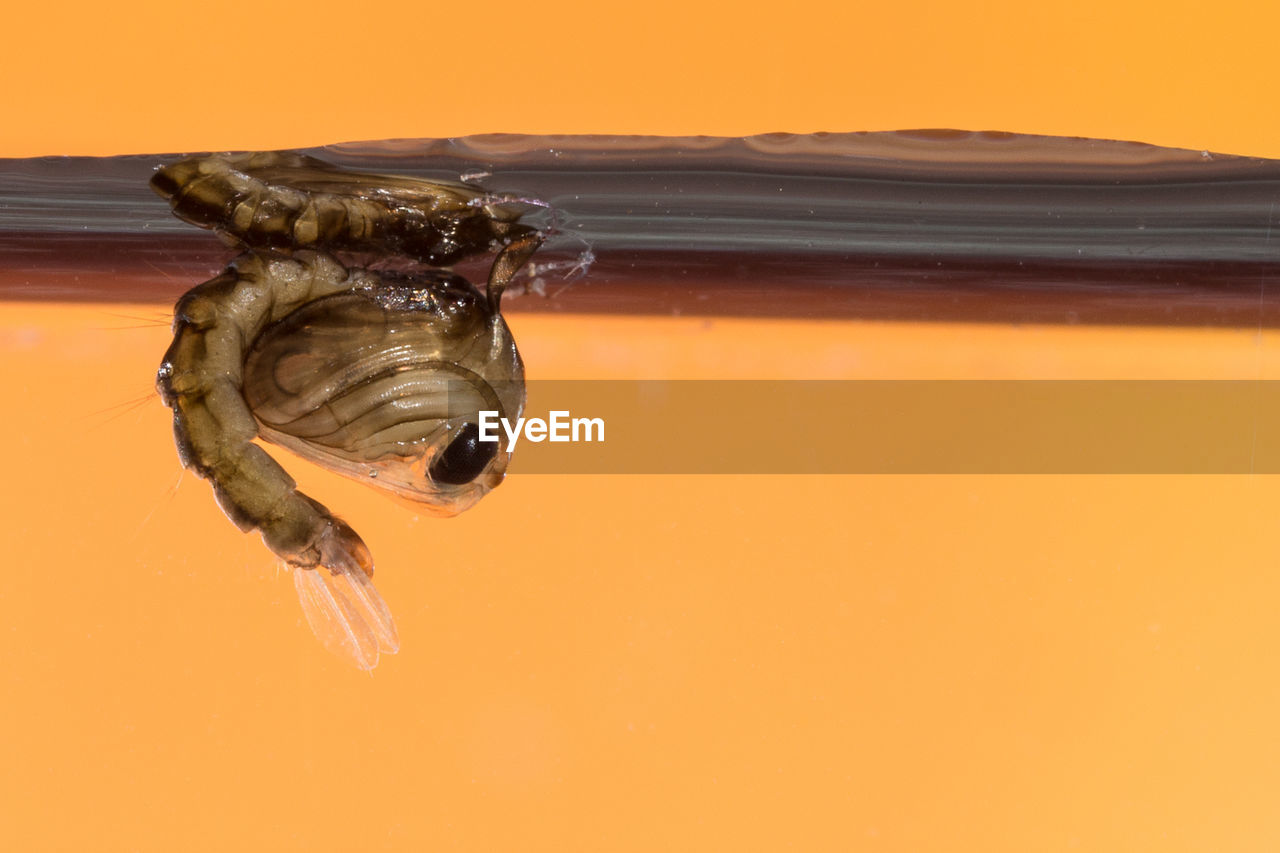 Close-up of mosquito larva against orange background