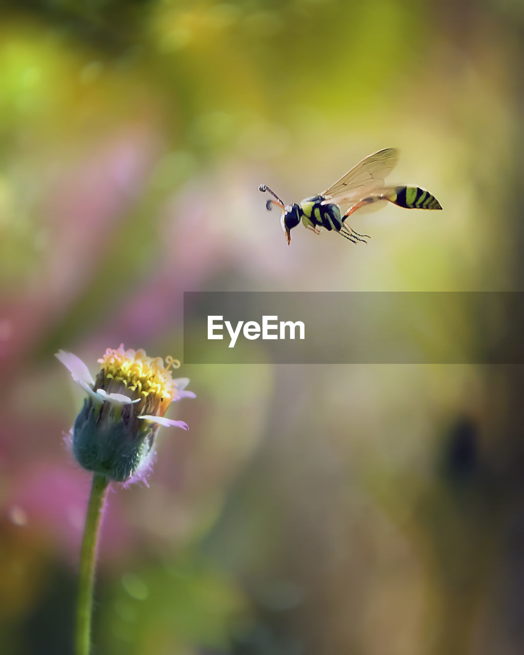 Insect pollinating on flower