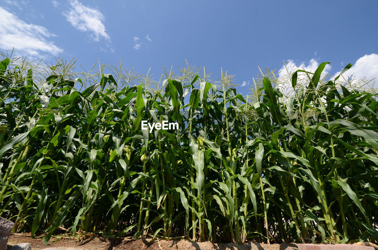 CORN FIELD AGAINST SKY