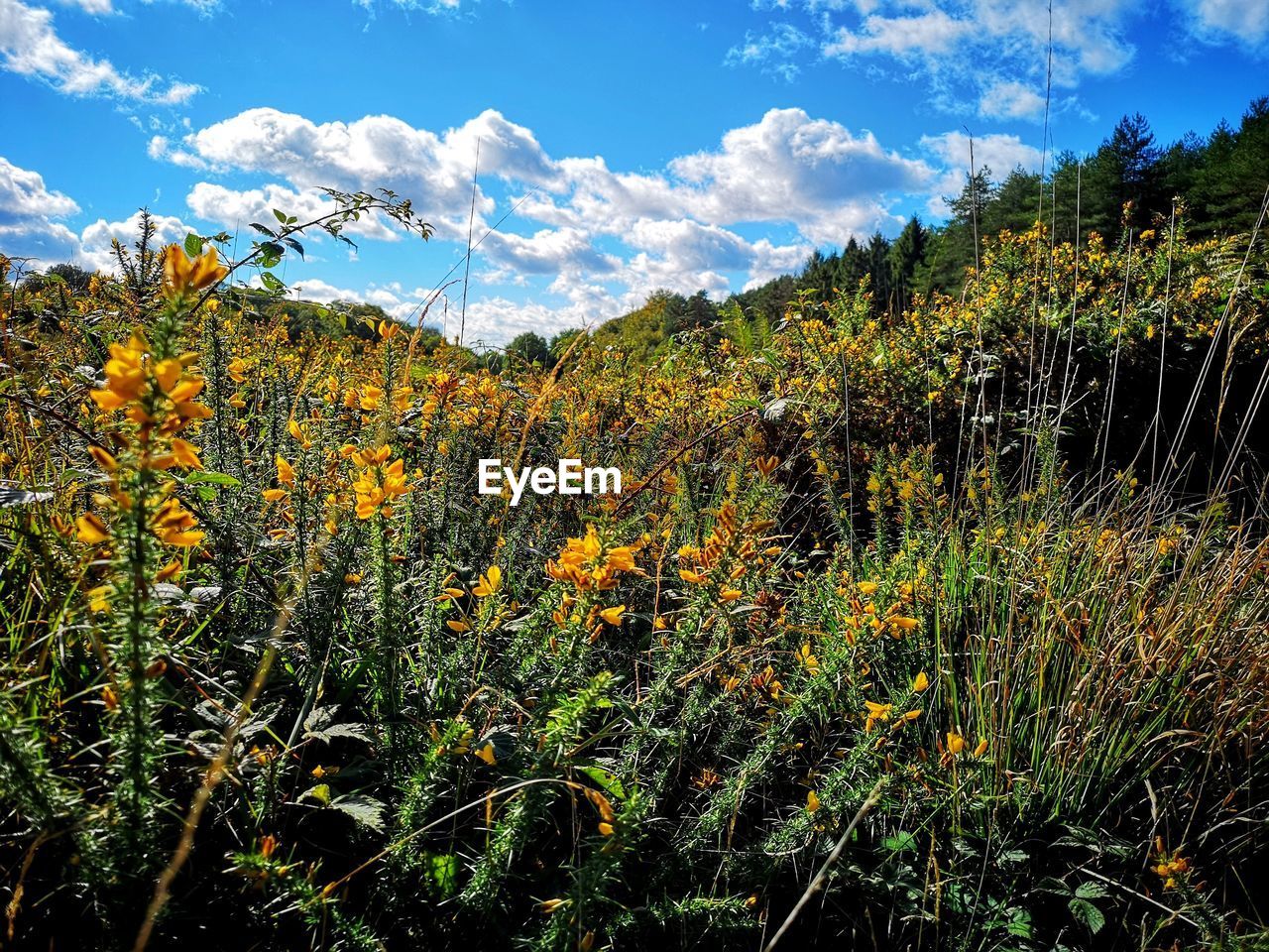 PLANTS GROWING ON FIELD AGAINST SKY