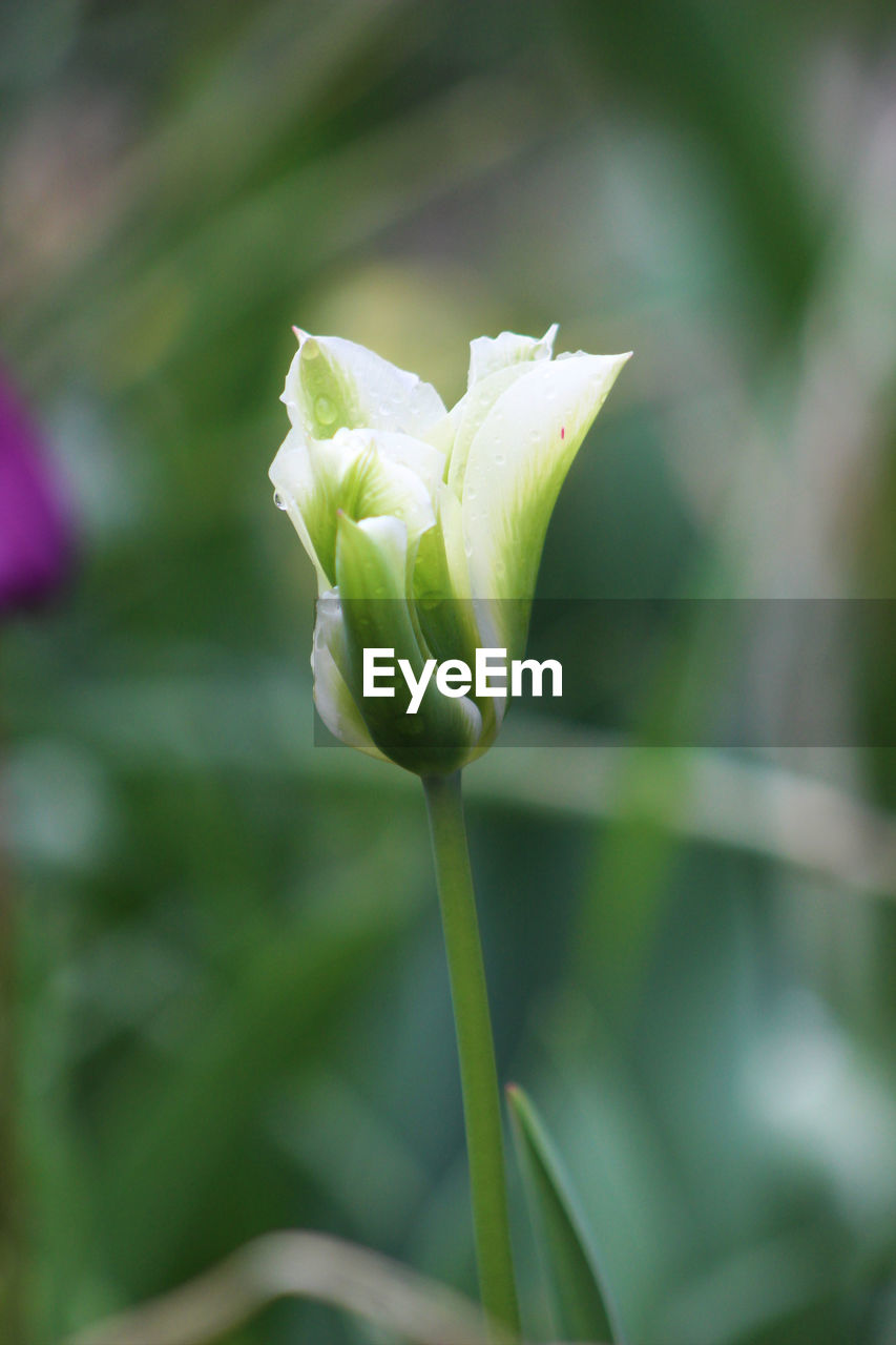 CLOSE-UP OF WHITE FLOWER BUDS