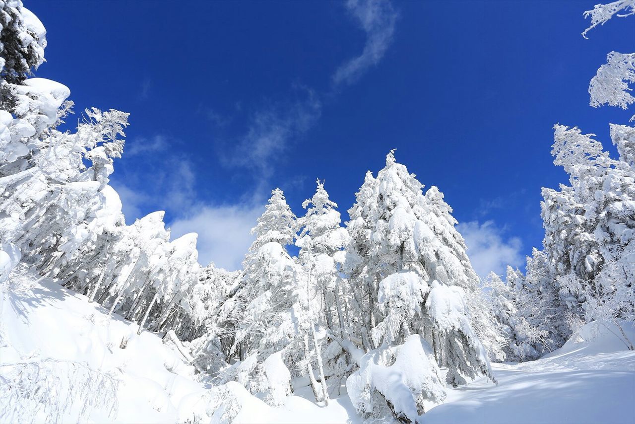 Snow covered trees against sky