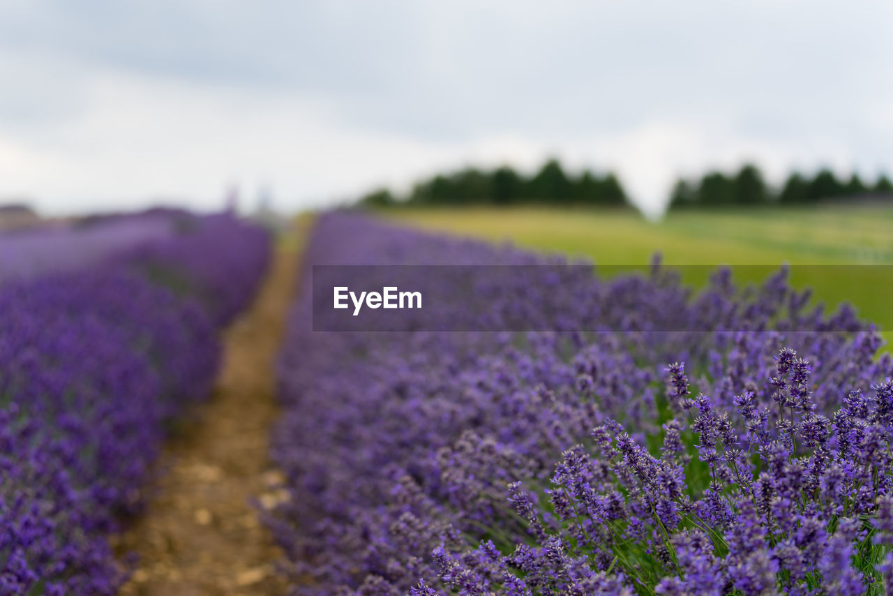 SCENIC VIEW OF LAVENDER FIELD