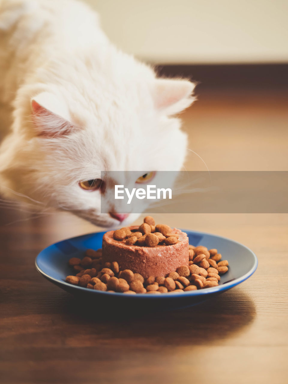 Close-up of cat having food