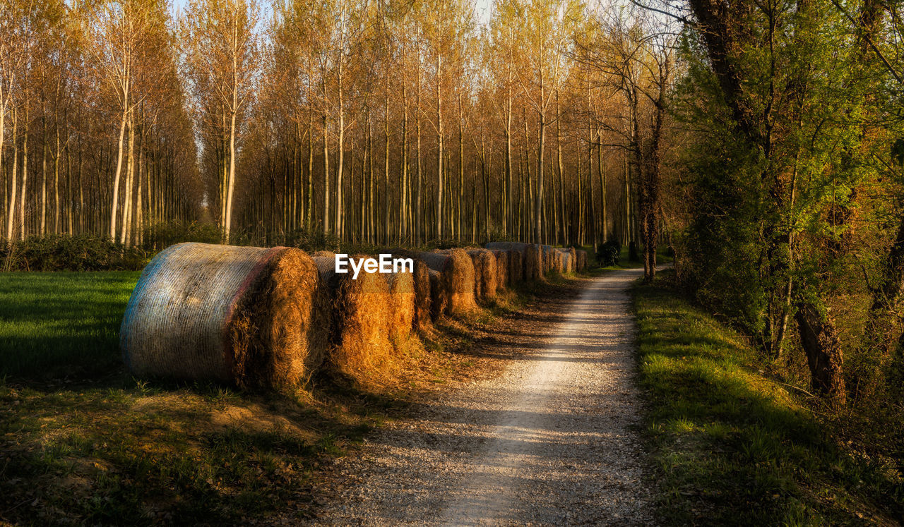 Dirt road amidst trees in forest