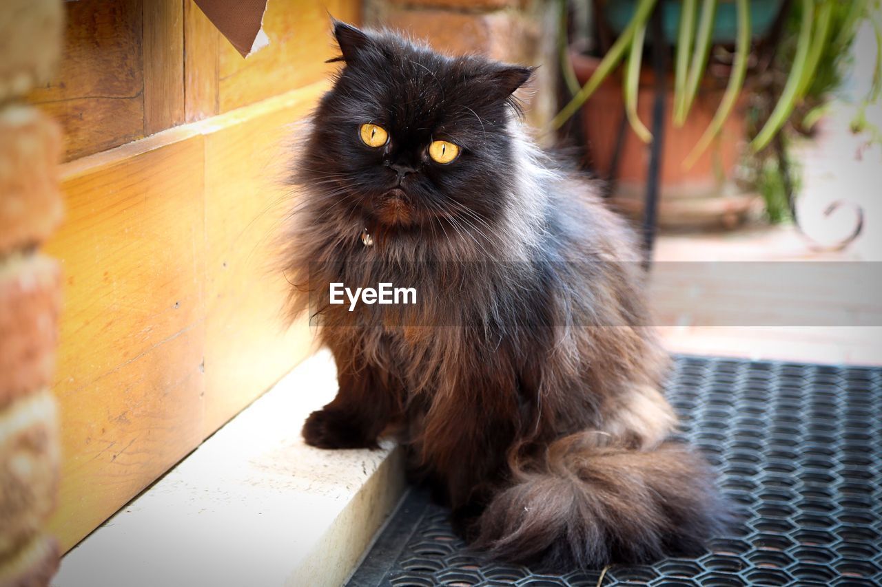 Close-up of cat sitting on steps