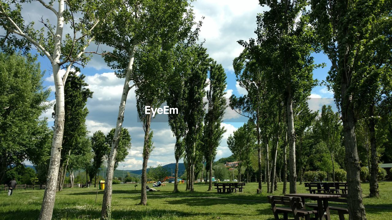 TREES ON FIELD IN PARK