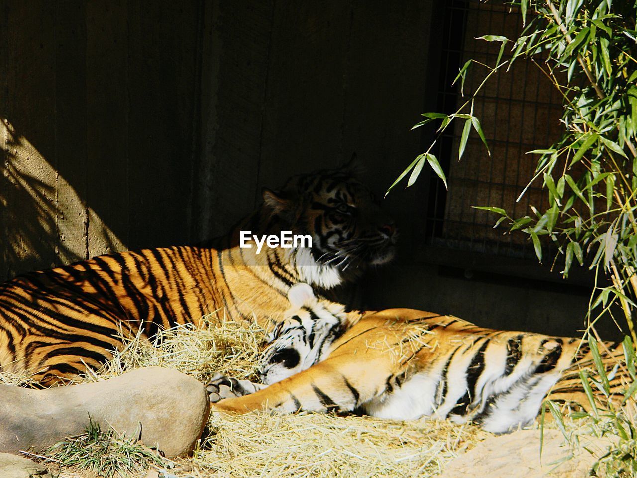 Two tigers relaxing at zoo