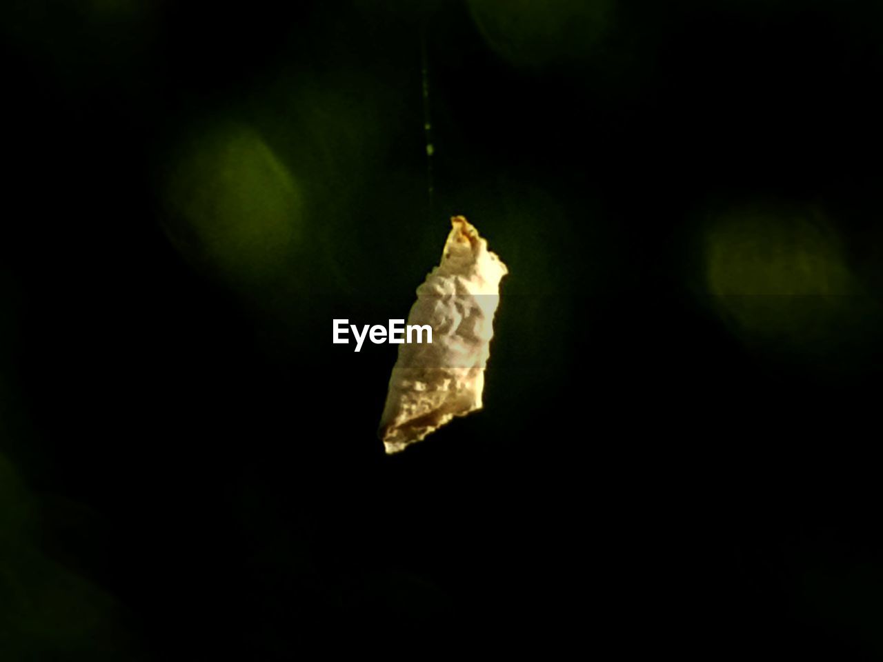 CLOSE-UP OF FRUITS HANGING ON BLACK BACKGROUND