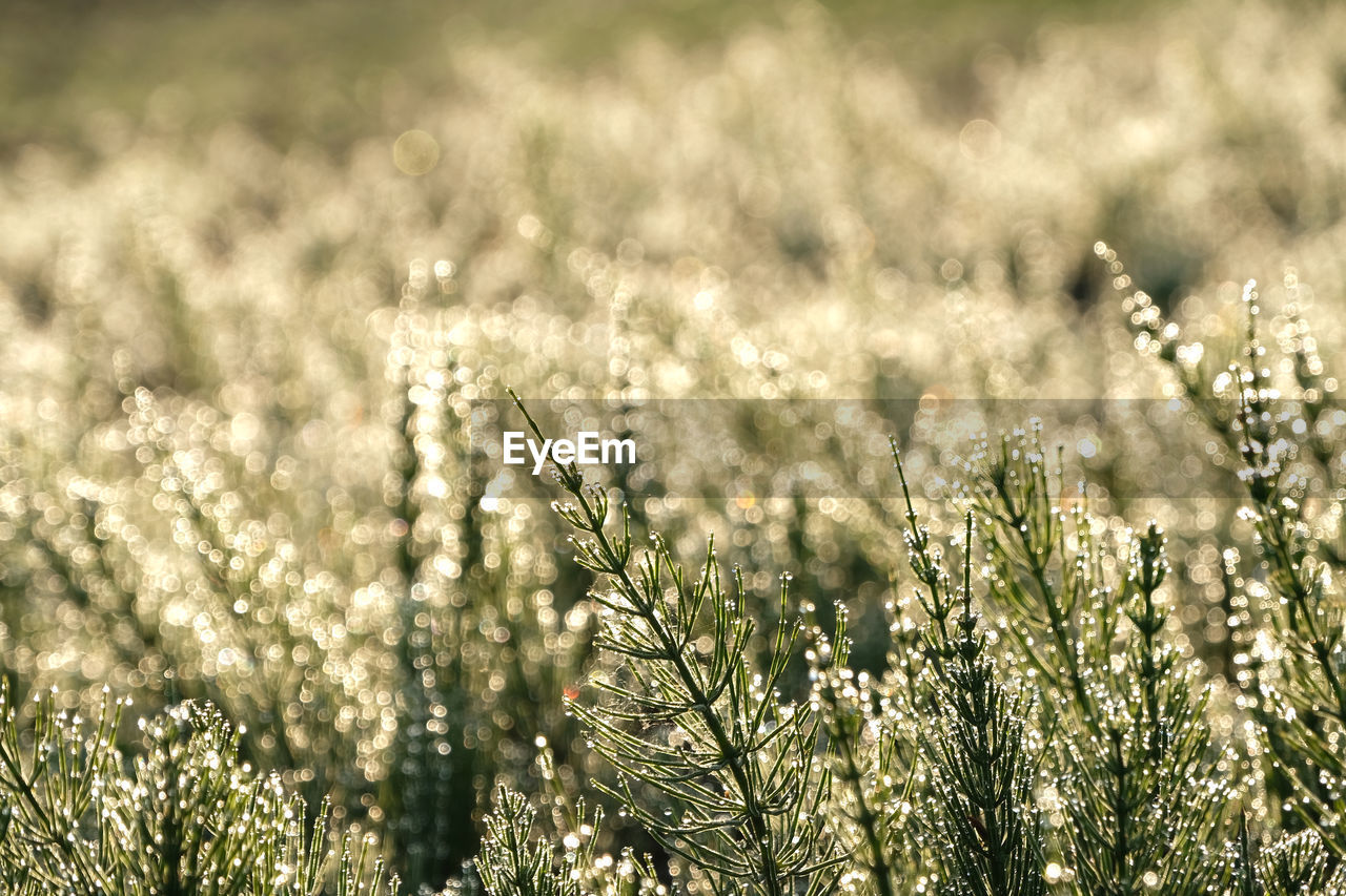 Raindrops on field horsetail and bright sparkling droplets bokeh against natural morning sunlight.
