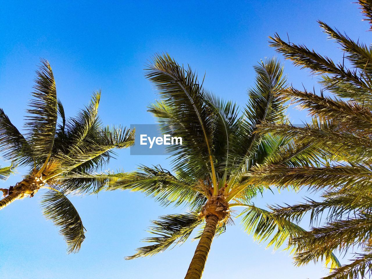 Low angle view of palm trees against a clear blue sky