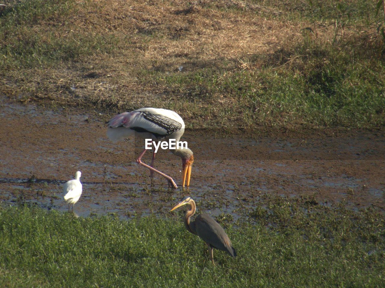 Bird on grassy field