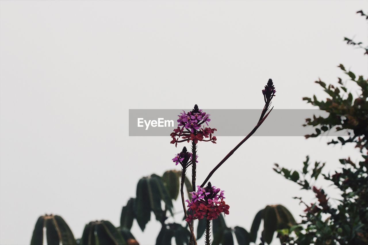 LOW ANGLE VIEW OF PURPLE FLOWERING PLANTS AGAINST CLEAR SKY