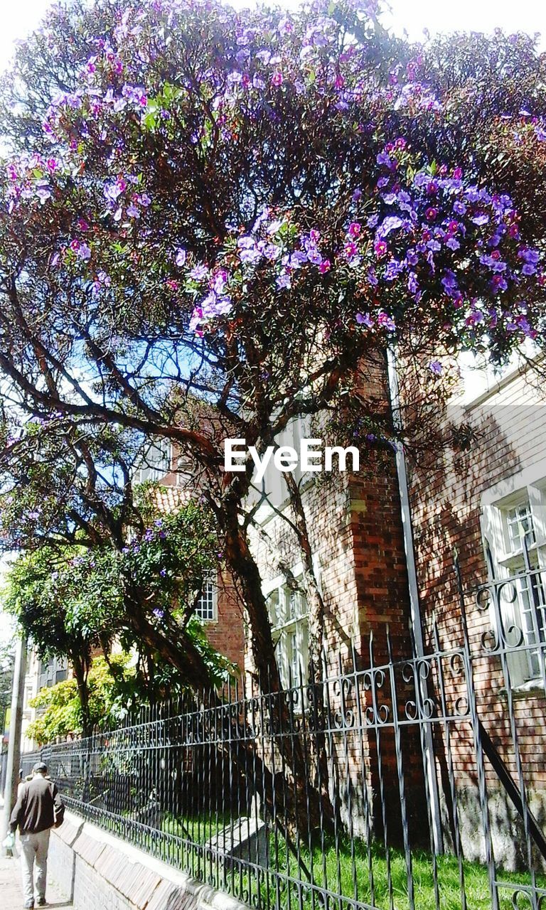 LOW ANGLE VIEW OF FLOWERS ON TREE