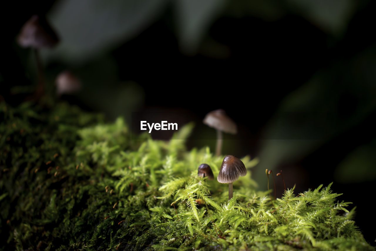 CLOSE-UP OF MUSHROOM GROWING ON ROCK