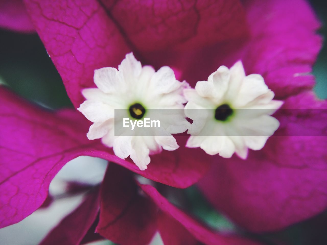 CLOSE-UP OF WHITE FLOWER