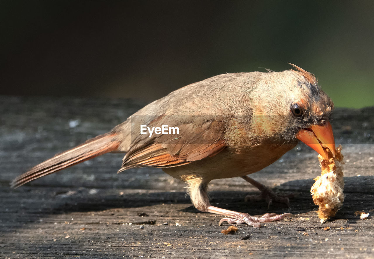 CLOSE-UP OF A BIRD