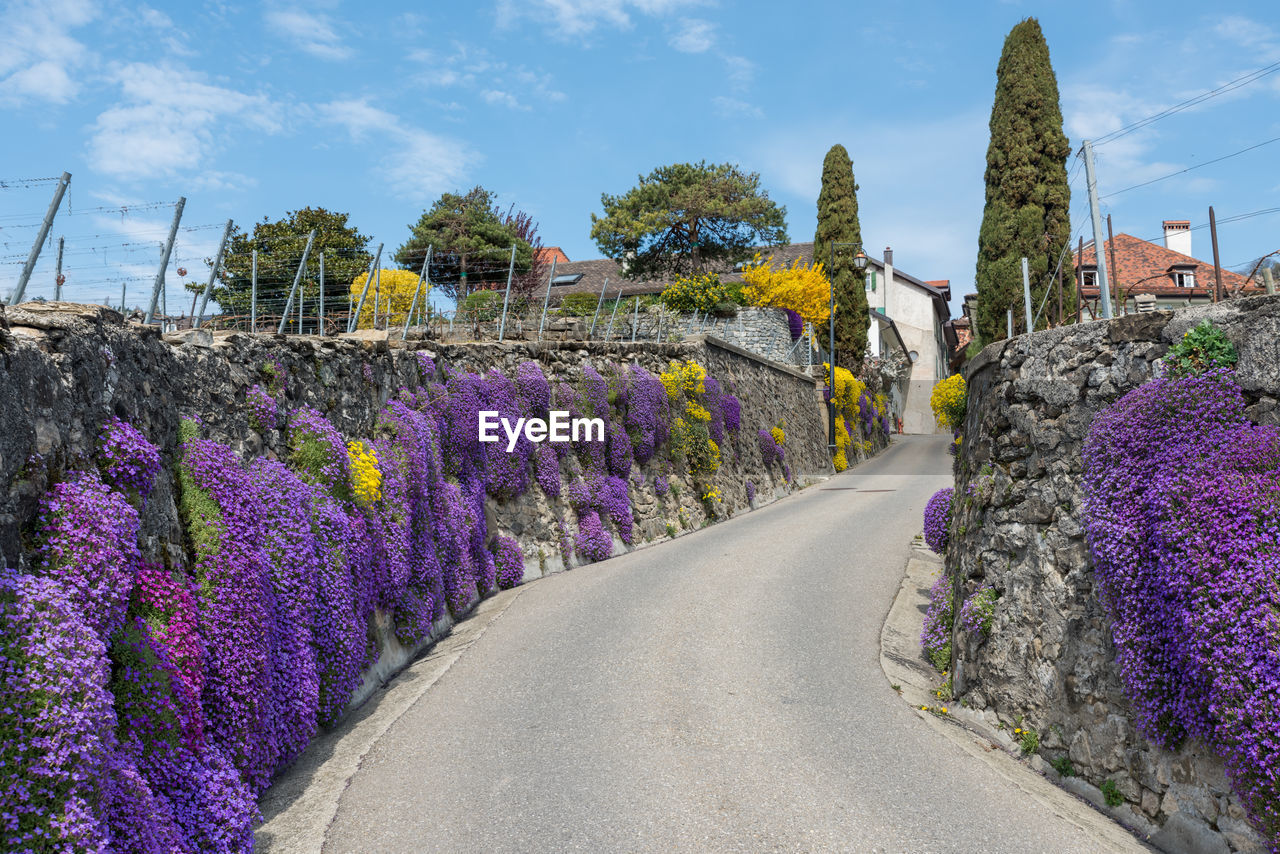 Purple flowering plants by narrow steep road against sky