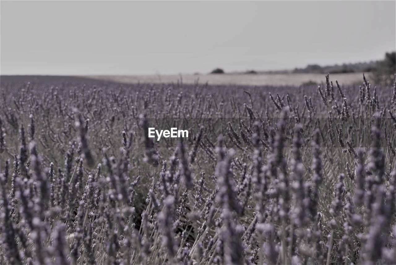 Lavender fields at valensole in provence south of france