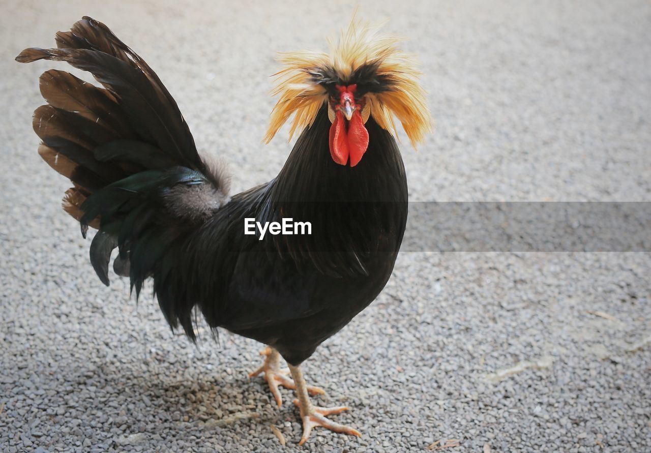 High angle view of rooster perching on field