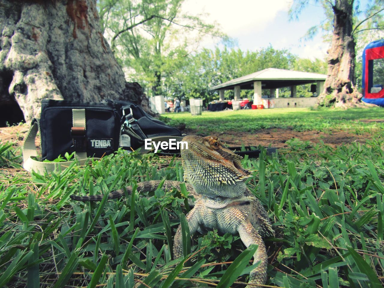 Close-up of bearded dragon on grass