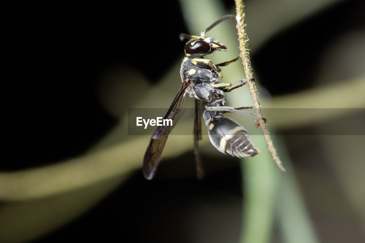 Close-up of insect on stick