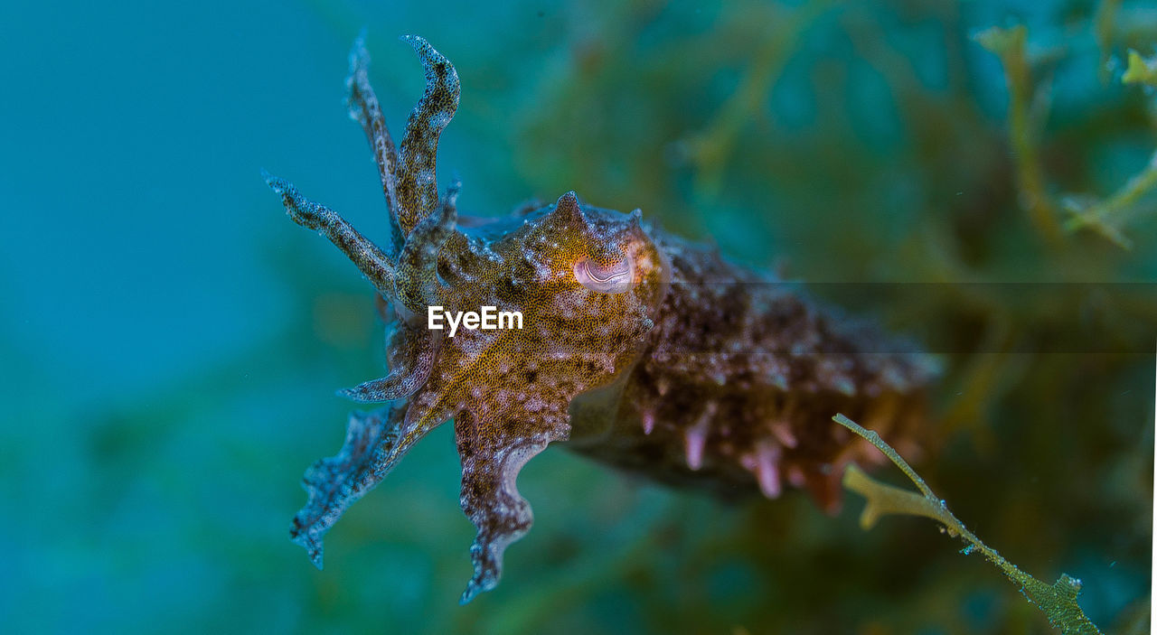 Close-up of sea creature