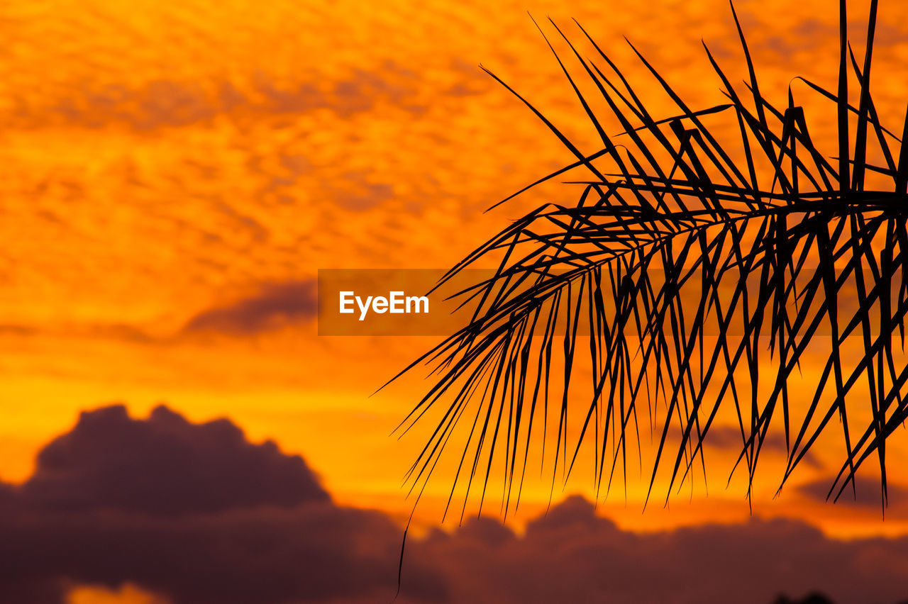 LOW ANGLE VIEW OF SILHOUETTE PLANTS AGAINST ORANGE SKY