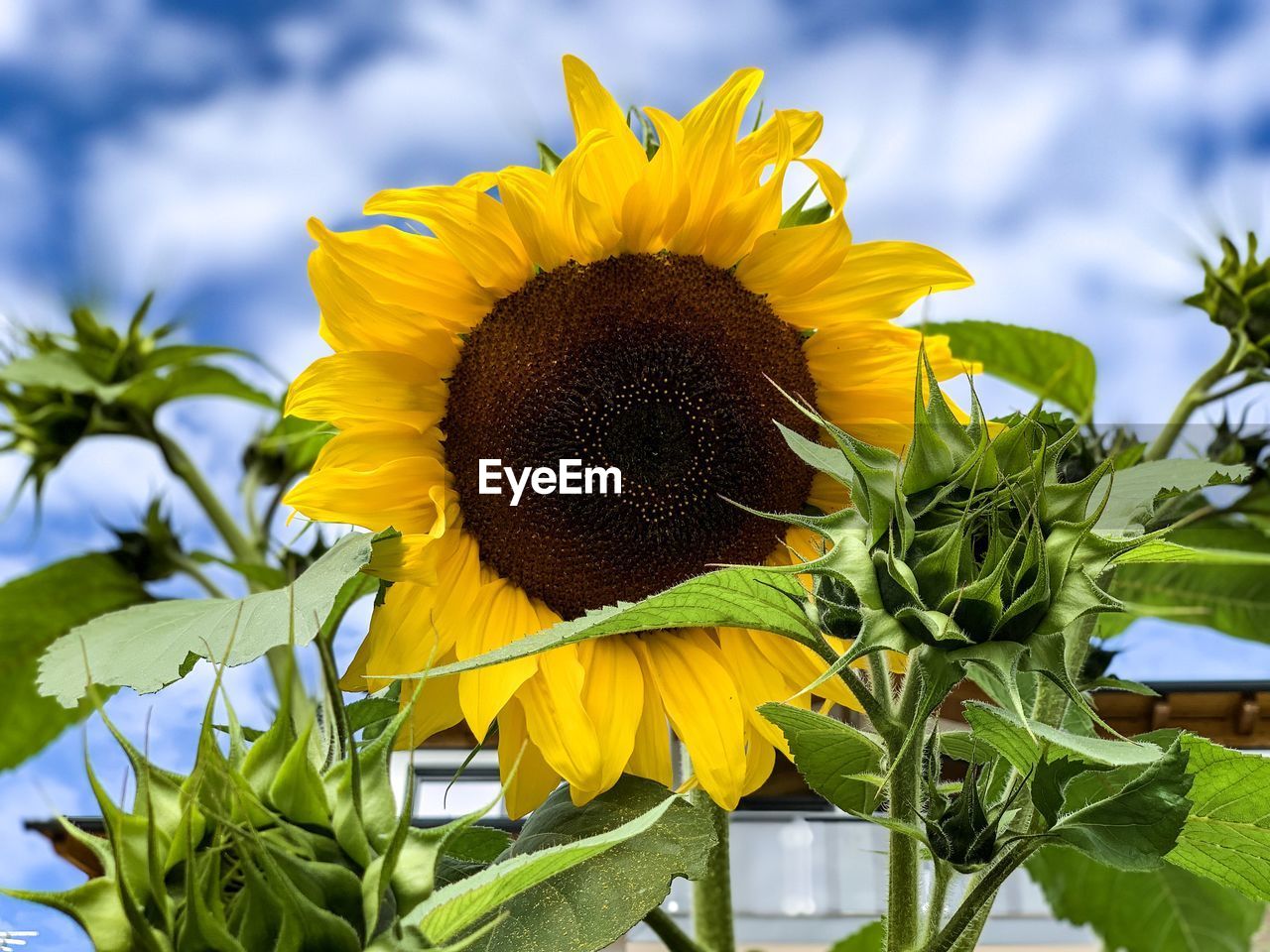 Close-up of yellow sunflower