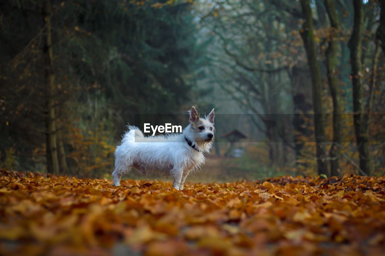 Portrait of dog in autumn forest