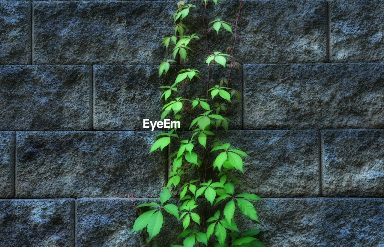 CLOSE-UP OF PLANTS GROWING ON WALL