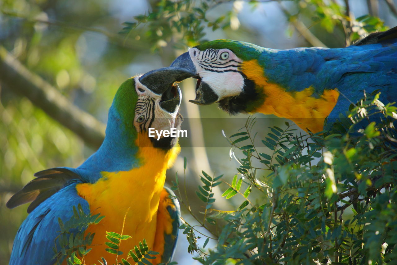 LOW ANGLE VIEW OF TWO BIRDS PERCHING ON BRANCH