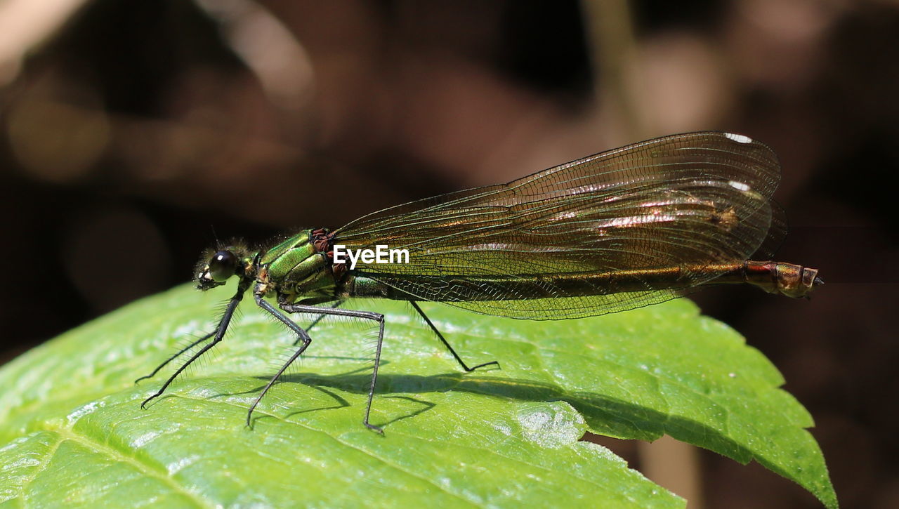 Close-up of damselfly on leaf