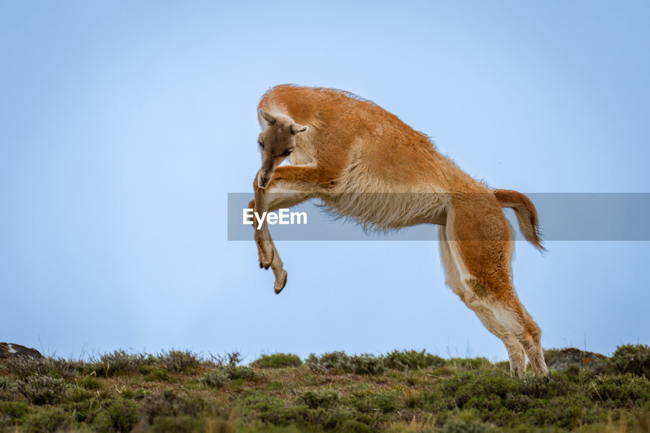 animal, animal themes, mammal, one animal, animal wildlife, wildlife, jumping, nature, sky, no people, full length, motion, blue, side view, mid-air, day, outdoors, dog