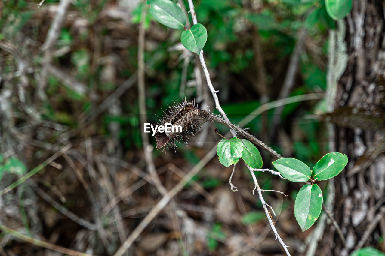 CLOSE-UP OF BUTTERFLY ON LEAF