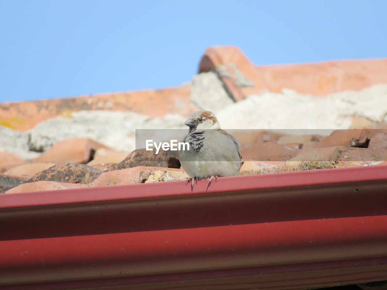 CLOSE-UP OF BIRD PERCHING ON METAL